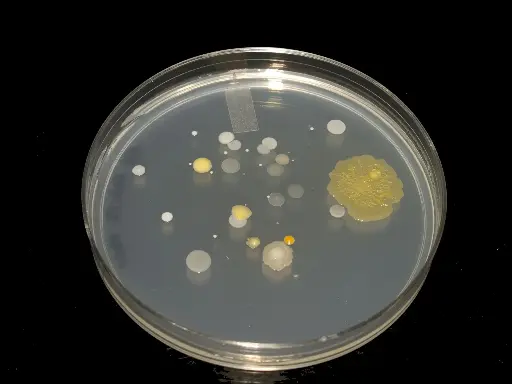 [C09402] Strep A mAb